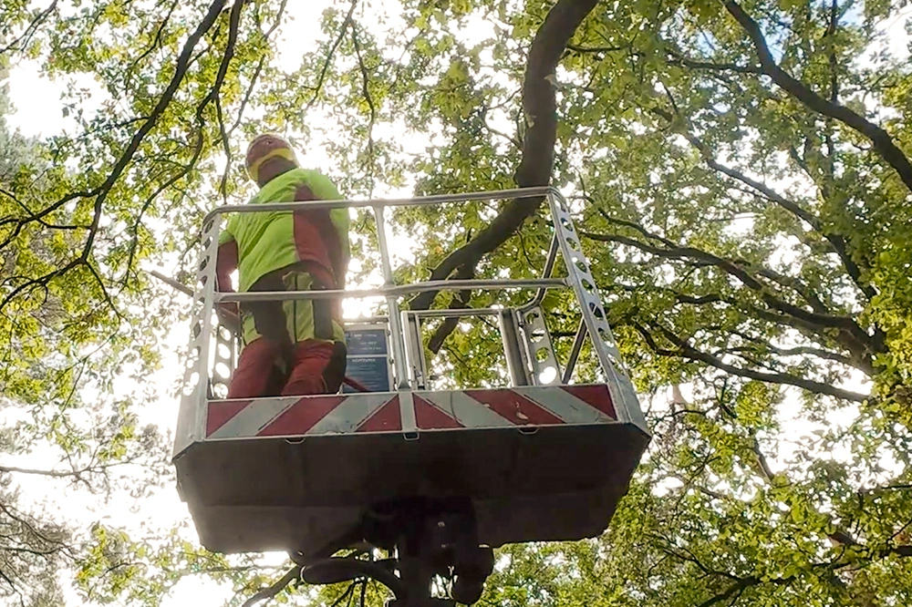 Forst-und-Baumdienst-Pels_Baumfaellung_Galerie_10