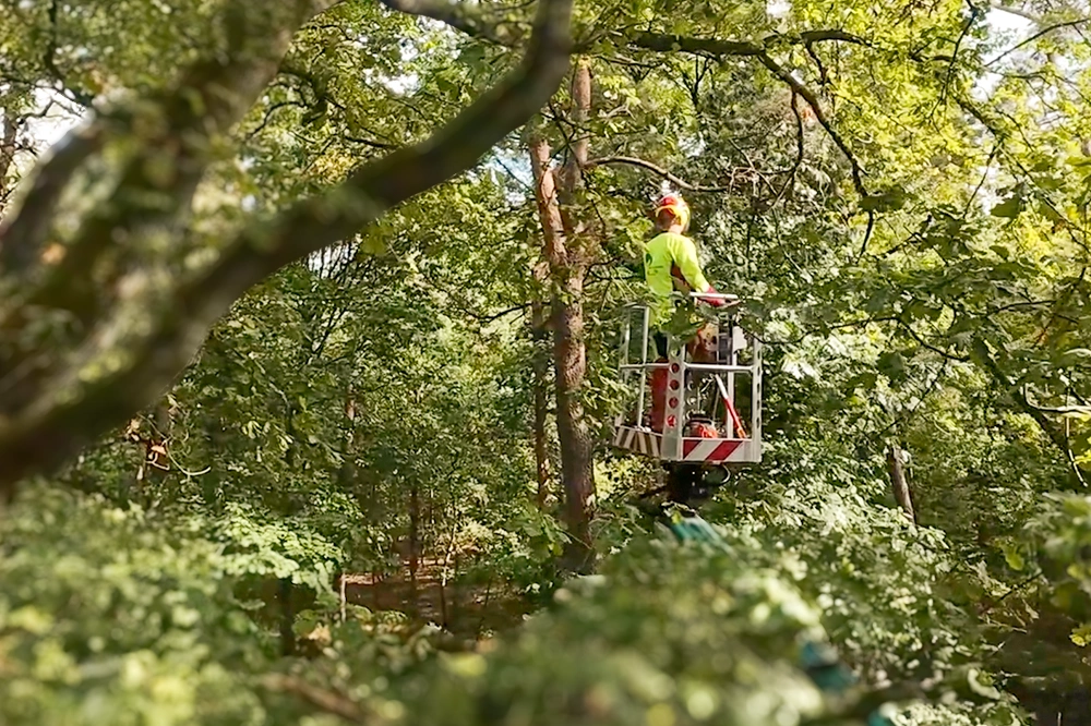 Forst-und-Baumdienst-Pels_Baumfaellung_Galerie_12