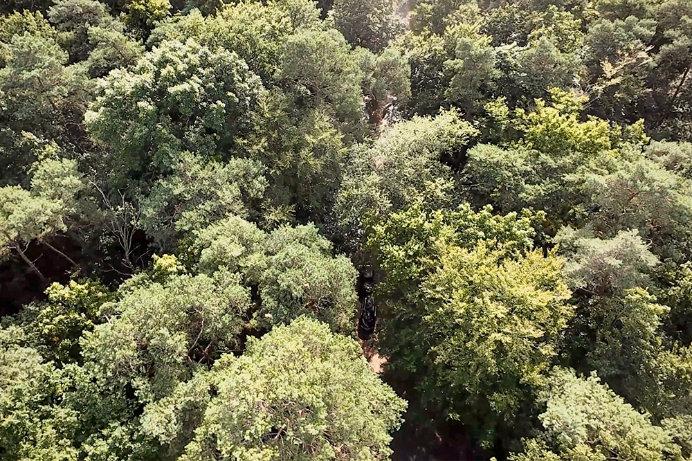 Forst-und-Baumdienst-Pels_Baumfaellung_Galerie_13