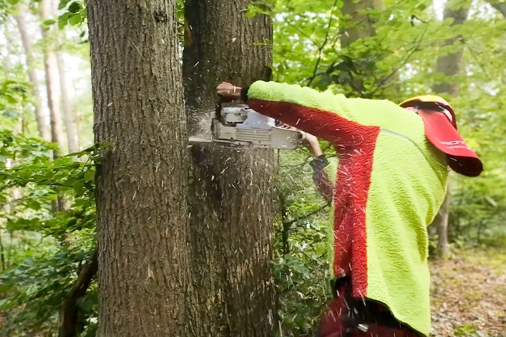 Forst-und-Baumdienst-Pels_Baumfaellung_Galerie_7