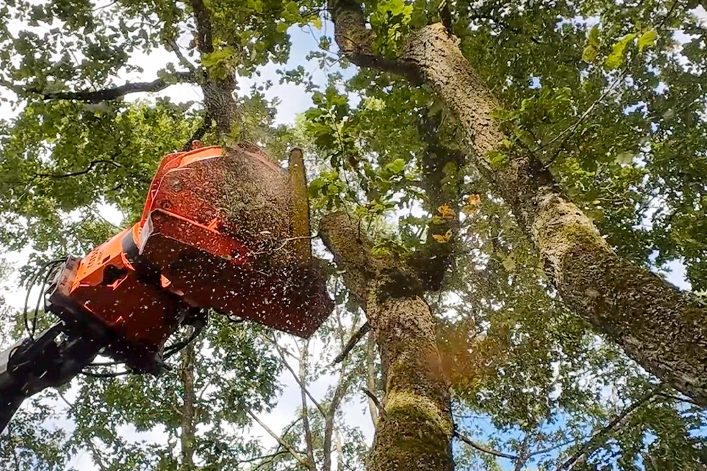 Forst-und-Baumdienst-Pels_Baumfaellung_Galerie_8