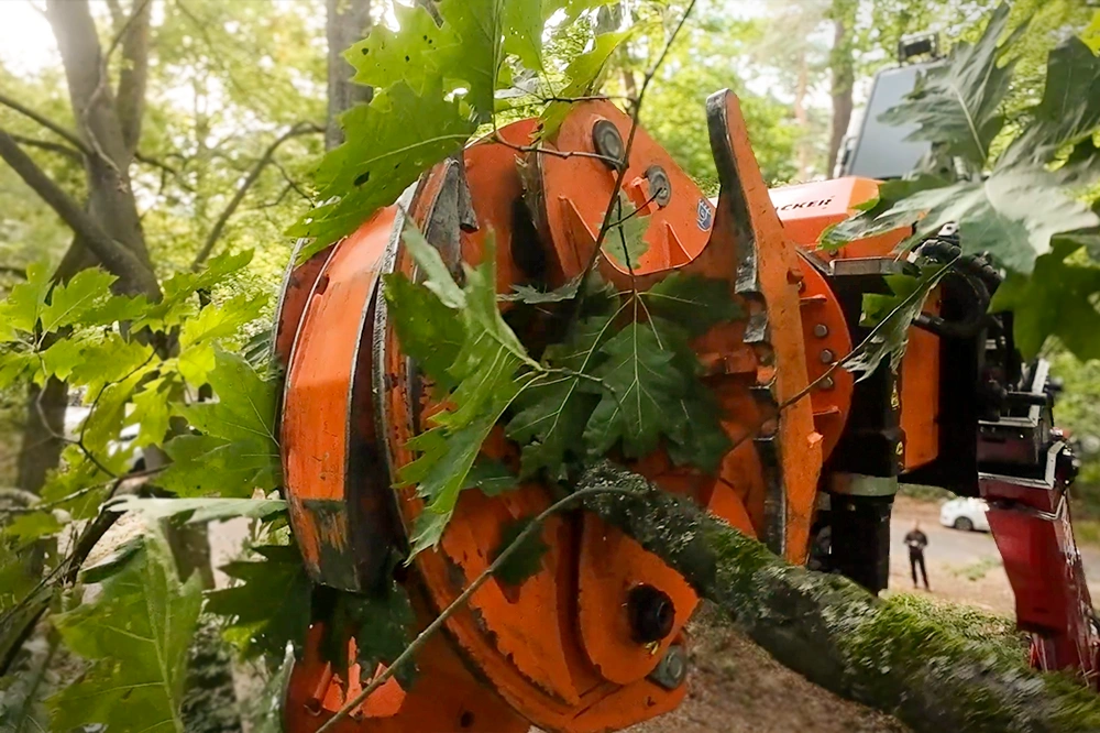 Forst-und-Baumdienst-Pels_Baumpflege_Galerie_1