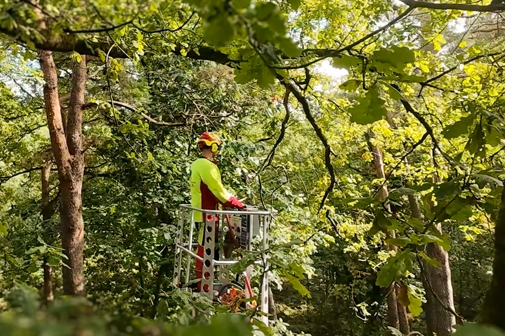 Forst-und-Baumdienst-Pels_Baumpflege_Galerie_2