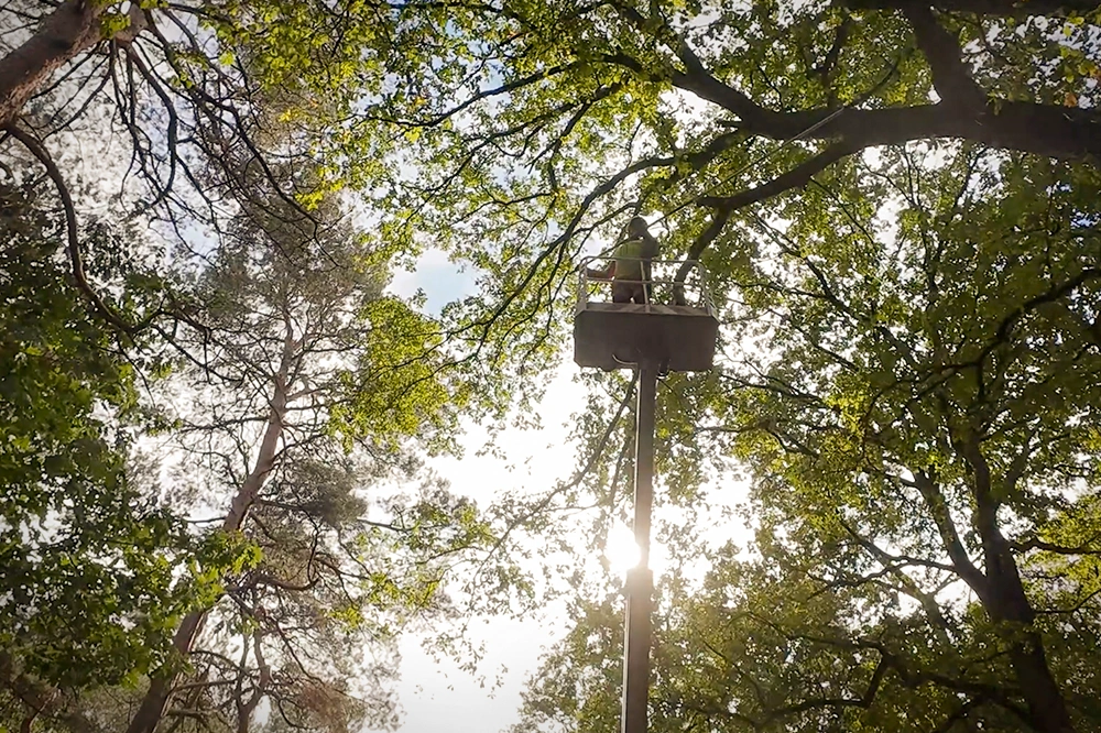 Forst-und-Baumdienst-Pels_Baumpflege_Galerie_4